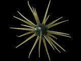 Hideup Coike Full Cast 19mm Urchin Baits