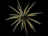Hideup Coike Full Cast 19mm Urchin Baits