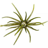 Hags Baits Prickly Pear Lures