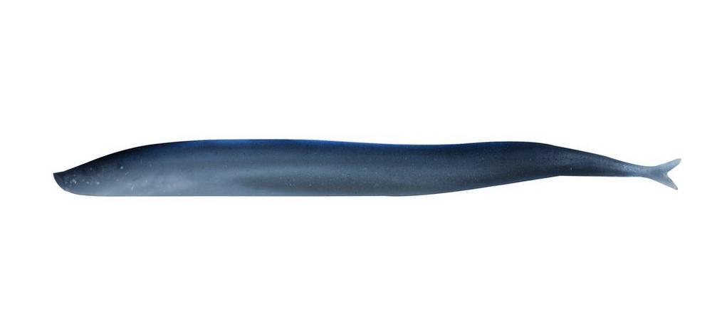 🎁 Berkley Gulp! Saltwater Sand Eel Soft Baits (100% off)-Berkley-Size: 5" - Color: Silver Mud - Q'ty: 6pk-Tackle World