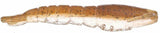 Berkley Gulp! Translucent Shrimp Soft Baits-Lures-Berkley-Tackle World