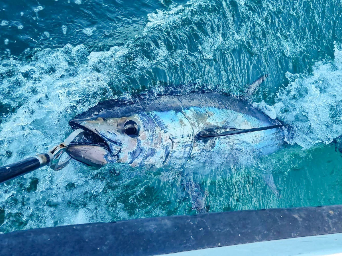 Tuna Fishing Know Before You Go