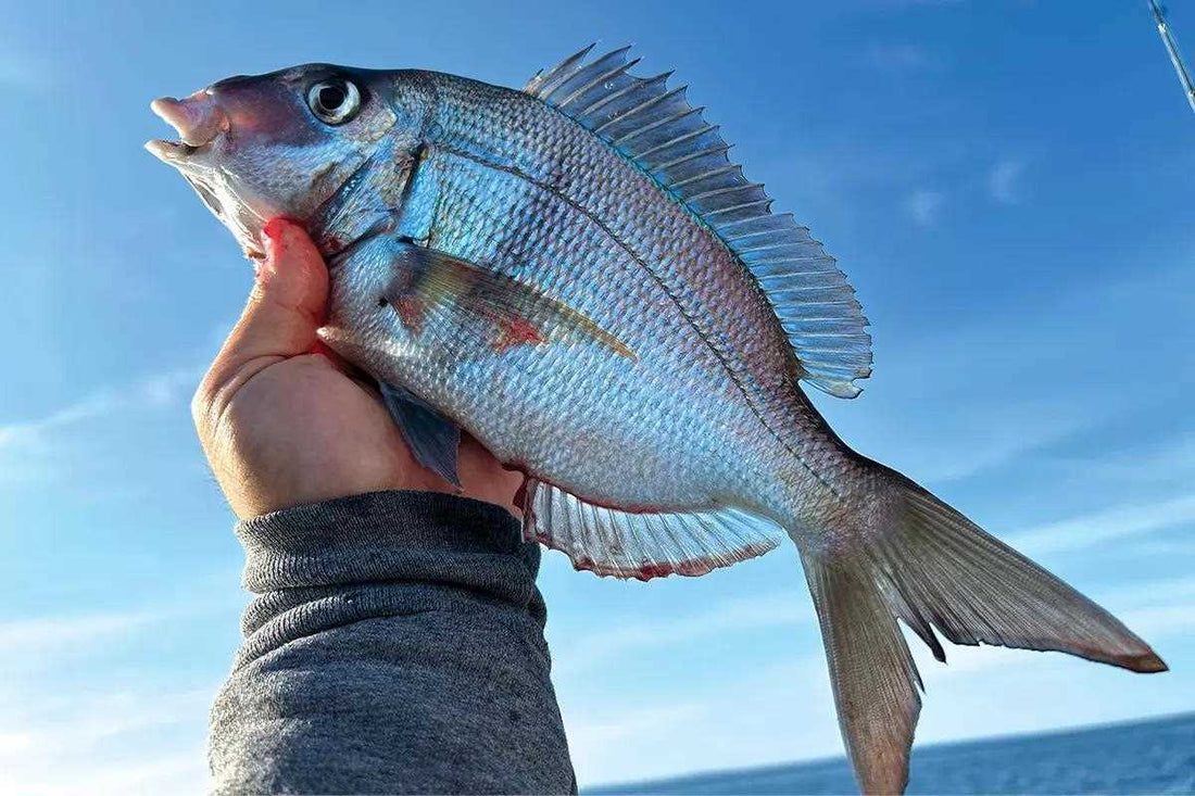 Porgy Regulations Based on Your Region
