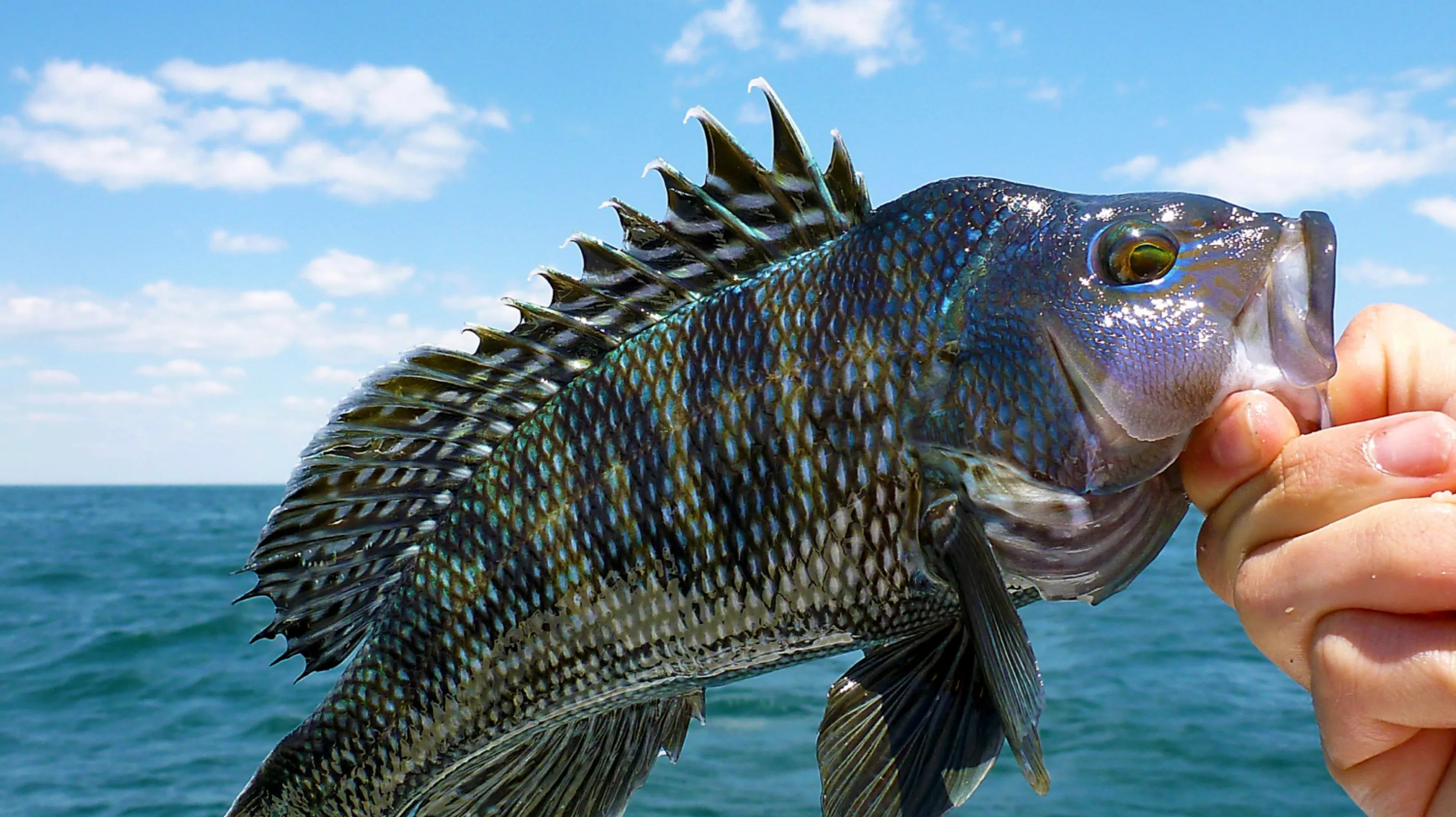 Black Sea Bass Regulations Based on Your Region
