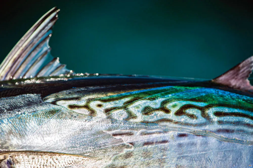 Inshore Pelagics: Northeast’s Summer Speedsters
