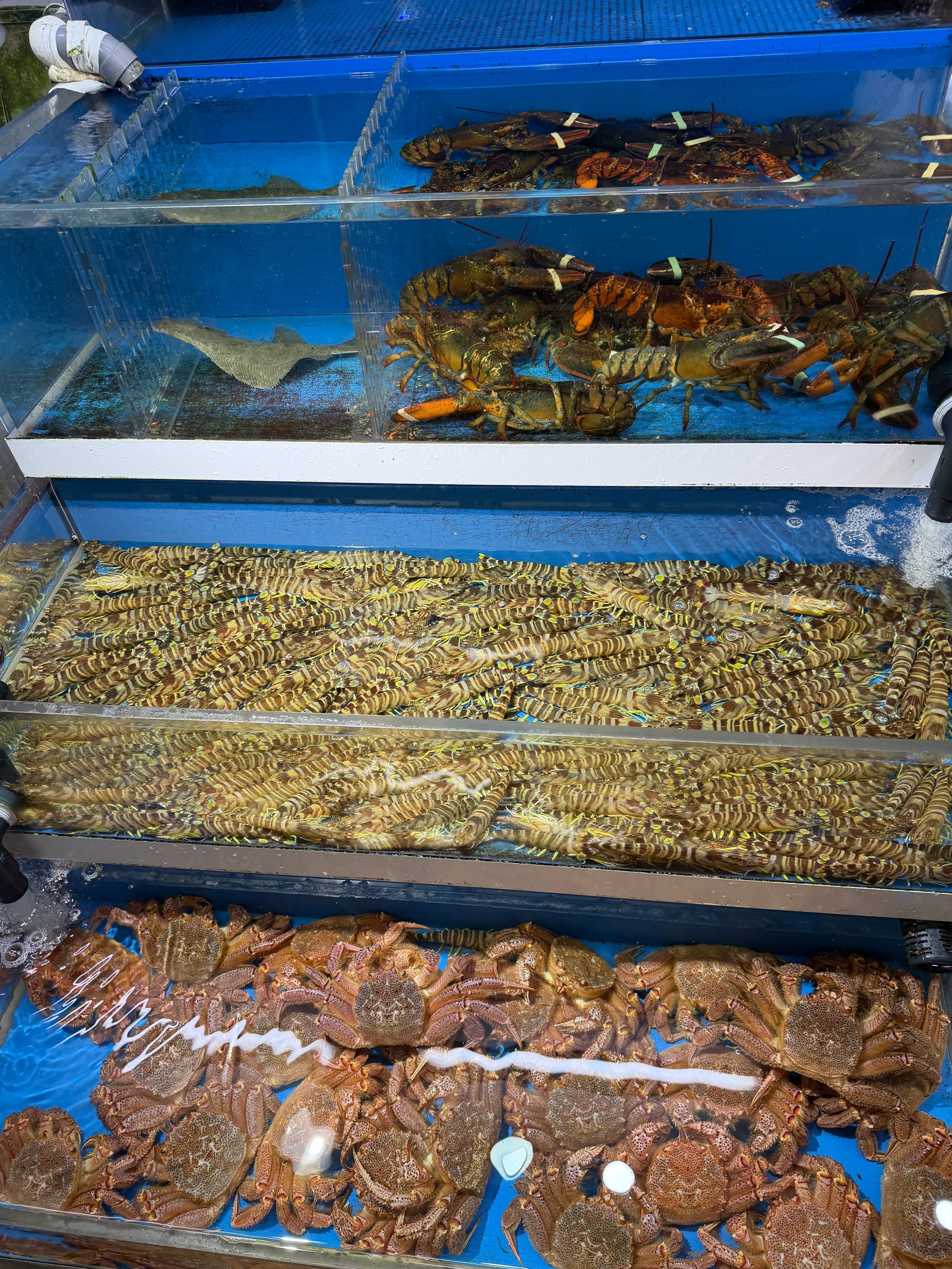 The Fish Market: Osaka Kizu Wholesale