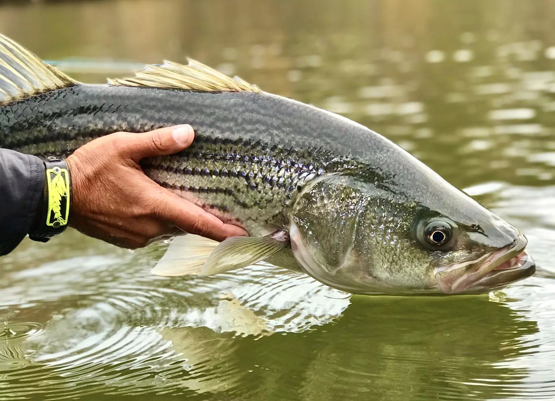 Striped Bass Regulations Based on Your Region