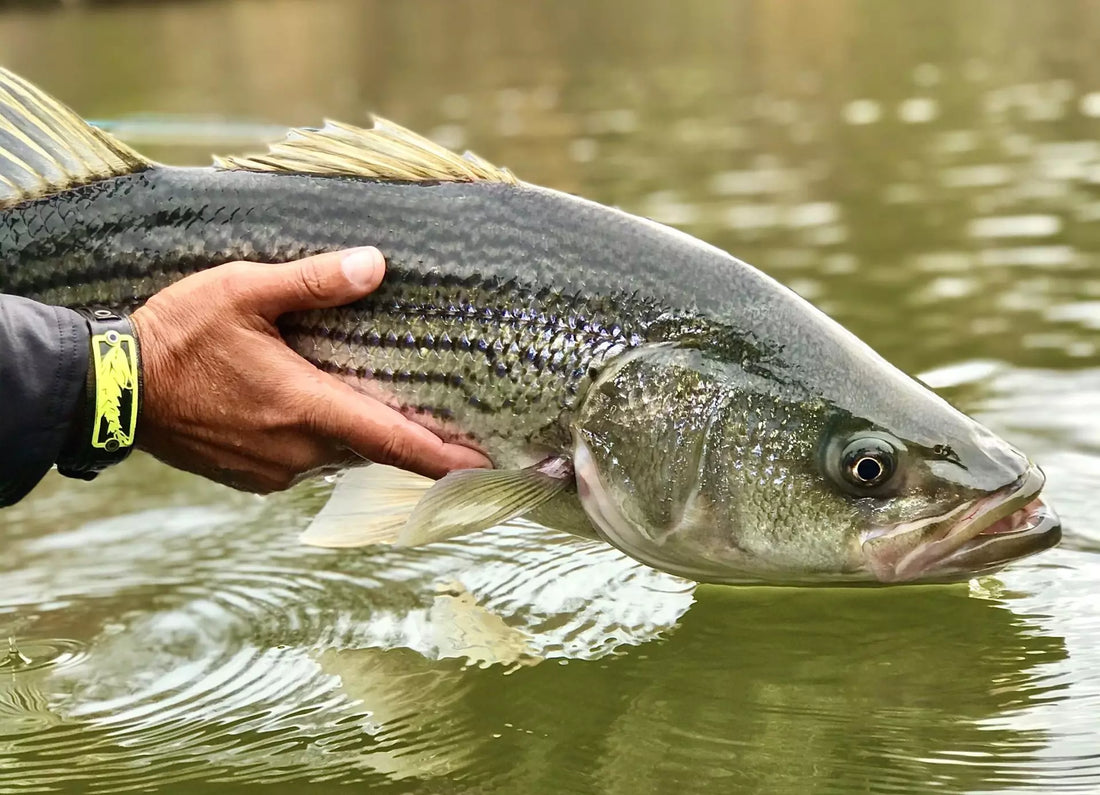 Striped Bass Regulations Based on Your Region