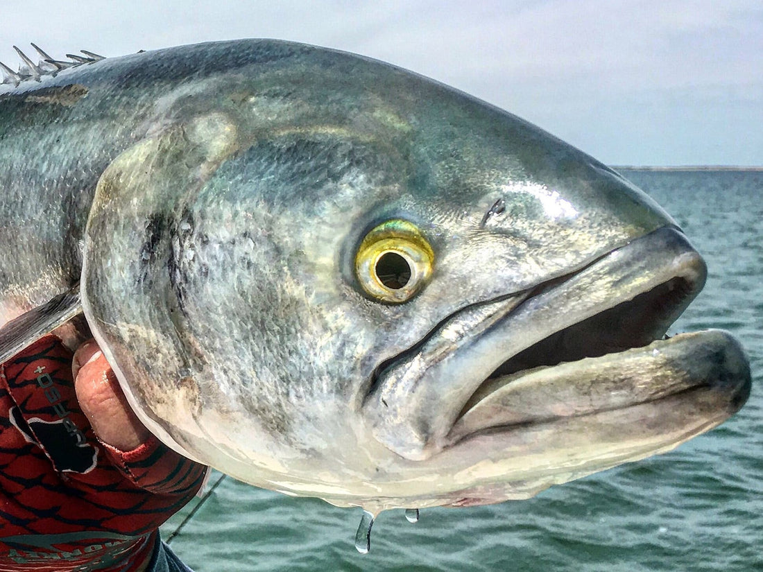 Bluefish Regulations Based on Your Region