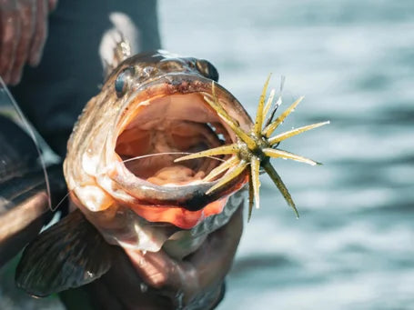 Berkley ’Moeba: Freshwater & Saltwater Targets