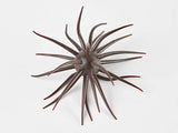 Hideup Coike Full Cast 19mm Urchin Baits