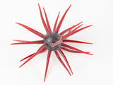 Hideup Coike Full Cast 19mm Urchin Baits