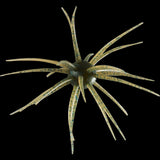 Hideup Coike 17mm Urchin Baits