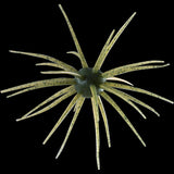 Hideup Coike 17mm Urchin Baits