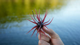 Core Tackle Dice Rig Hooks-Terminal Tackle-Core Tackle-Tackle World