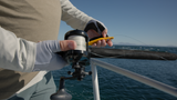 Accurate Ascender Star Drag Reels-Reel-Accurate-Tackle World