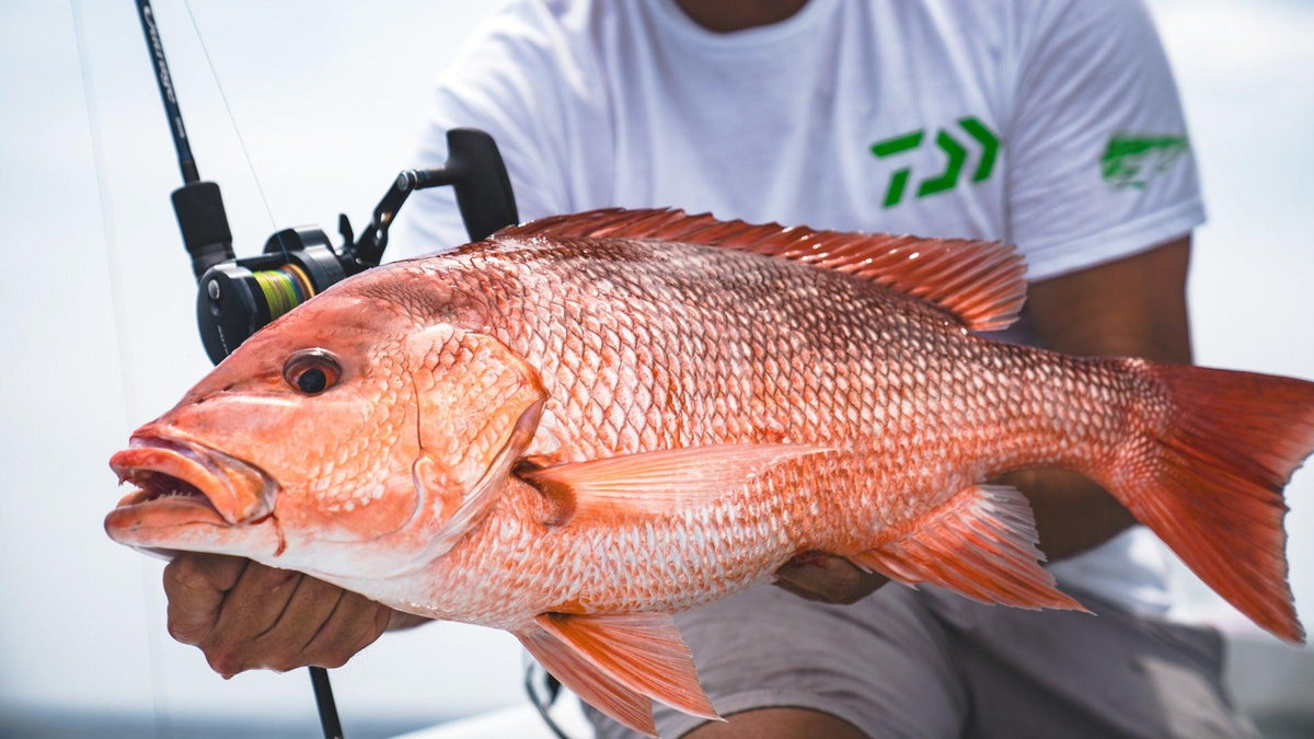 Daiwa Saltiga Jigging Star Drag Conventional Reels – Tackle World