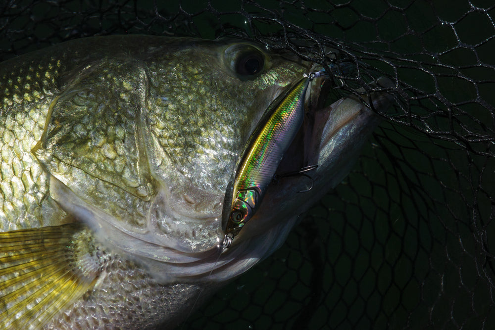 Megabass Karashi 80 Topwater Lure-Lures-Megabass-Tackle World