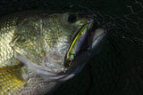 Megabass Karashi 80 Topwater Lure-Lures-Megabass-Tackle World