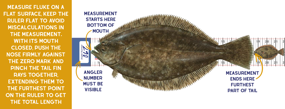Tackle World Fluke Tournament 36" Ruler-Accessories-Tackle World-Tackle World