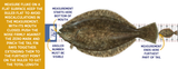 Tackle World Fluke Tournament 36" Ruler-Accessories-Tackle World-Tackle World