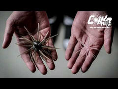 Hideup Coike Full Cast 19mm Urchin Baits