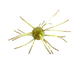 Strike King Tumblweed Salted-Lures-Strike King-Summer Craw-Tackle World