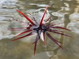 Hideup Coike Full Cast 19mm Urchin Baits