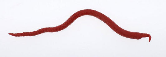 Berkley Gulp! Saltwater Extruded Bloodworm Soft Baits